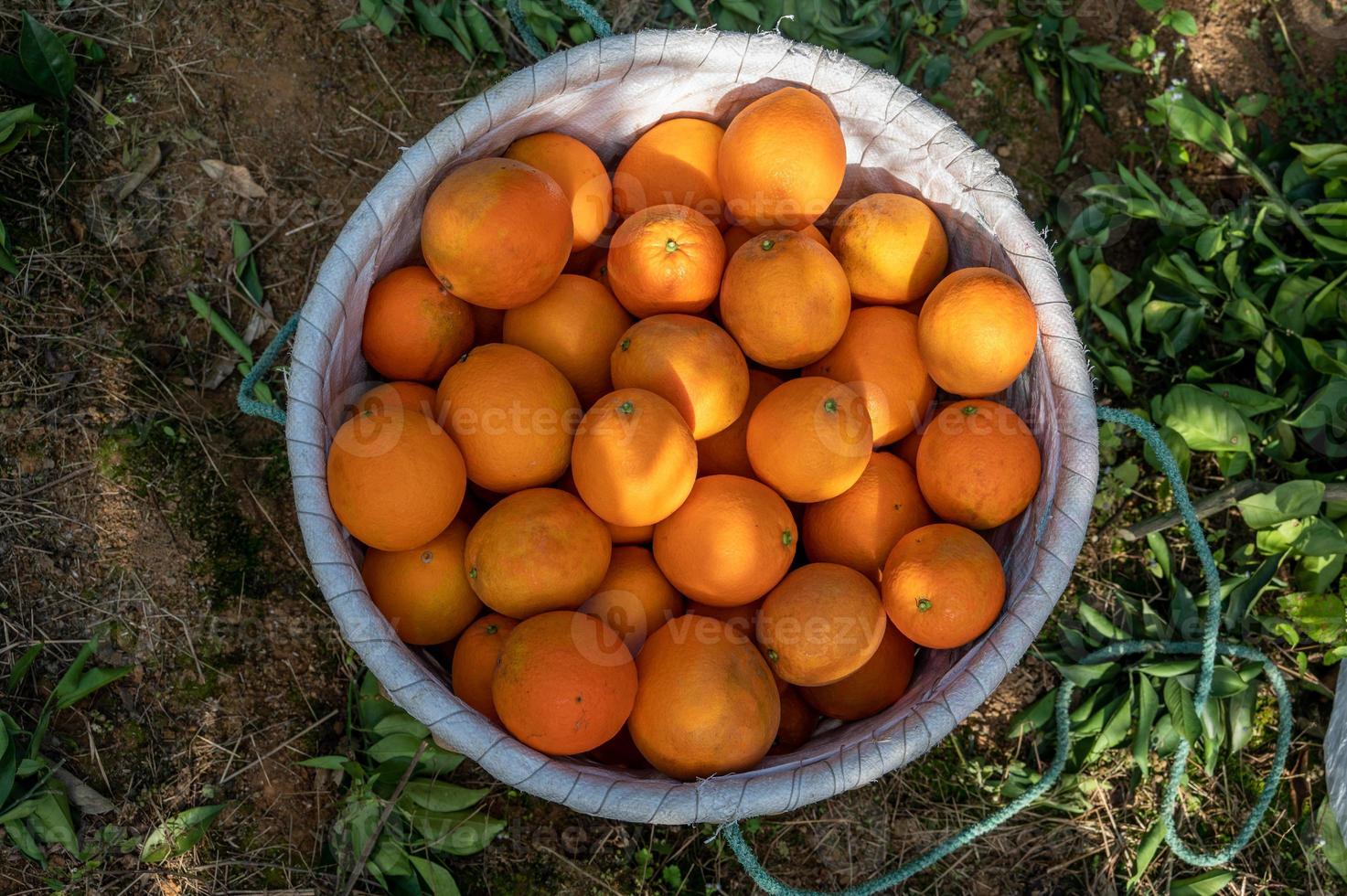 as laranjas no pomar são colocadas na cesta foto