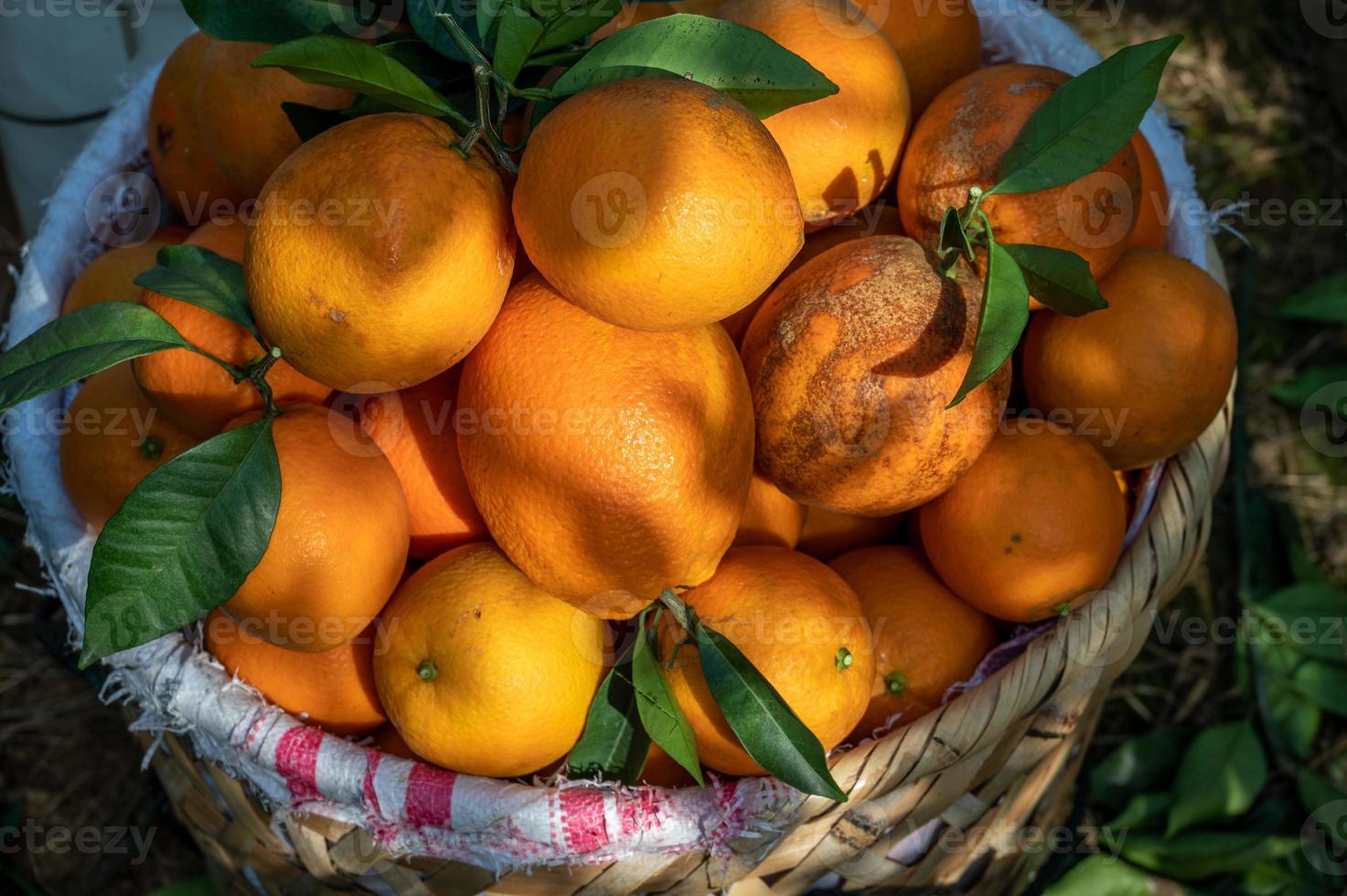 as laranjas no pomar são colocadas na cesta foto
