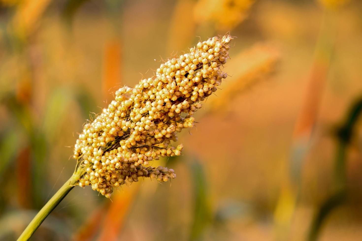 campo de grãos de sorgo ou jowar foto