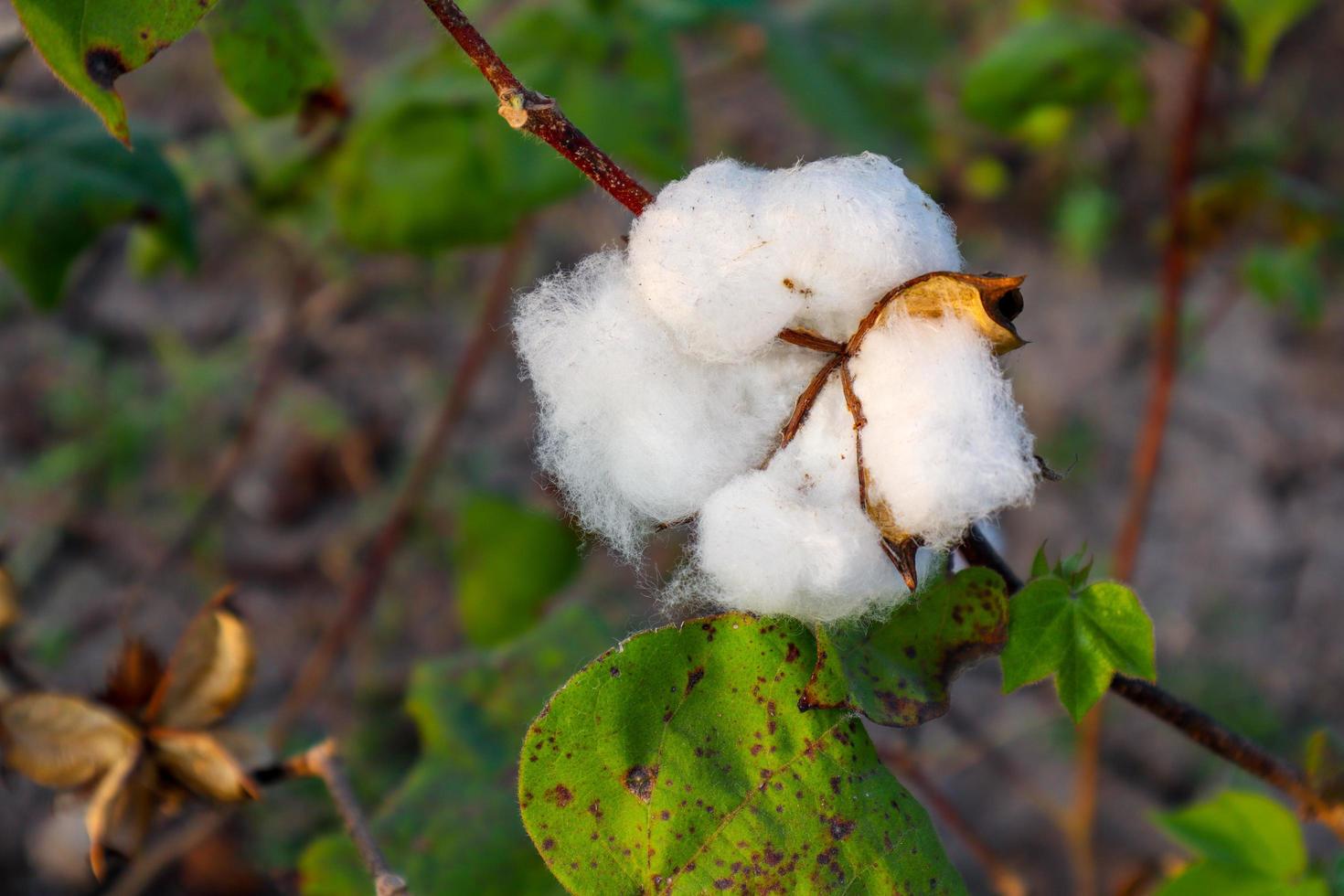 flor de algodão no campo de flores de algodão. como matéria-prima vestuário, roupas da moda. foto