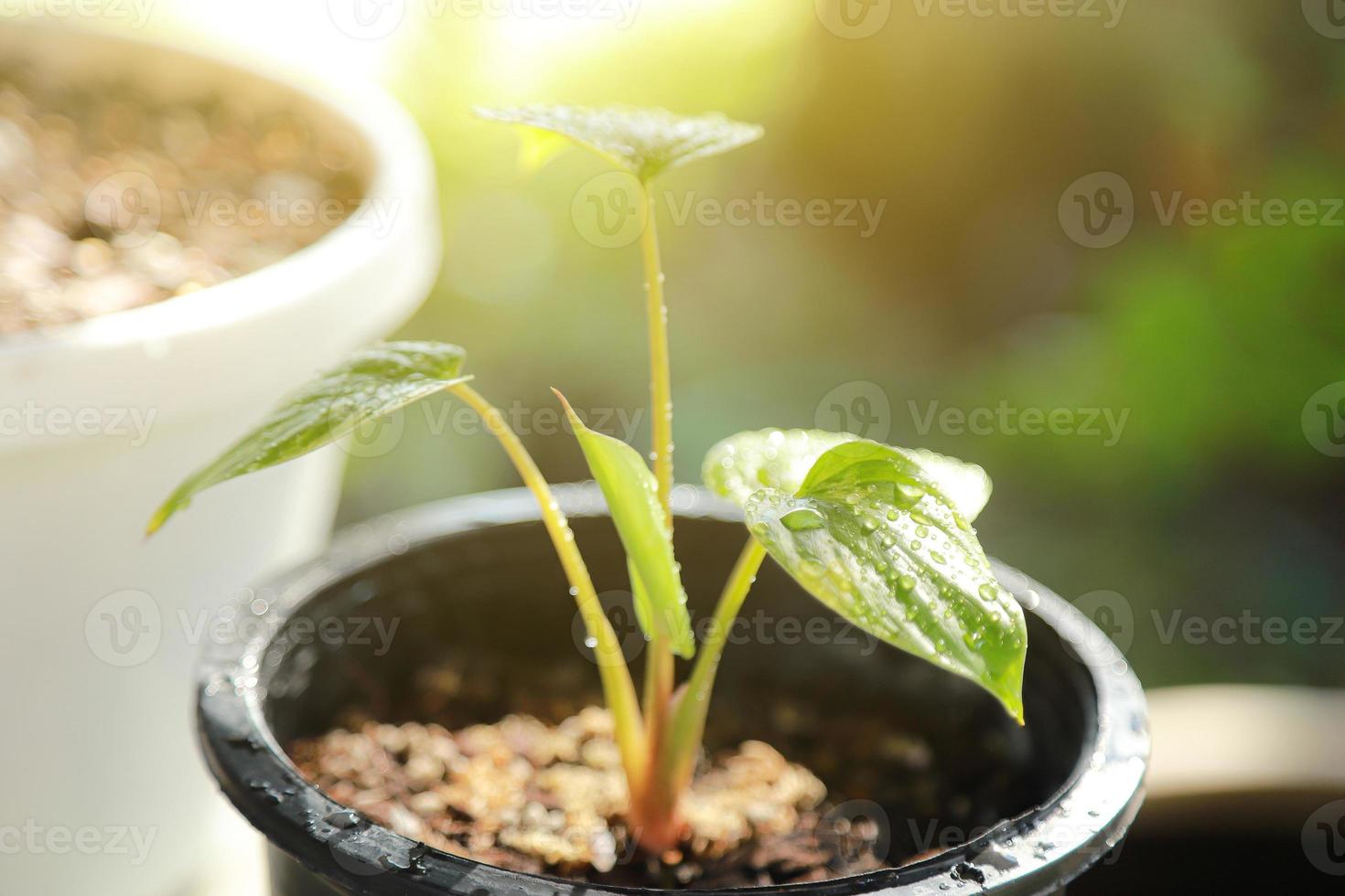 Homalomena rubescens planta variegada crescendo com luz solar no horário da manhã foto