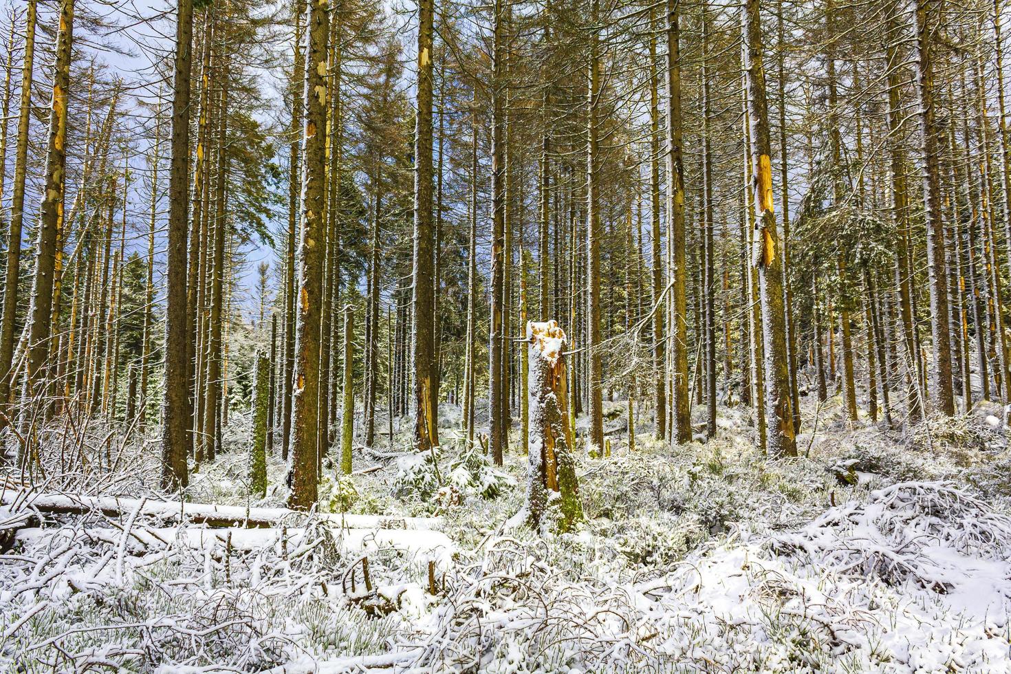 morrendo de floresta de prata nevada na paisagem de brocken mountain harz alemanha foto