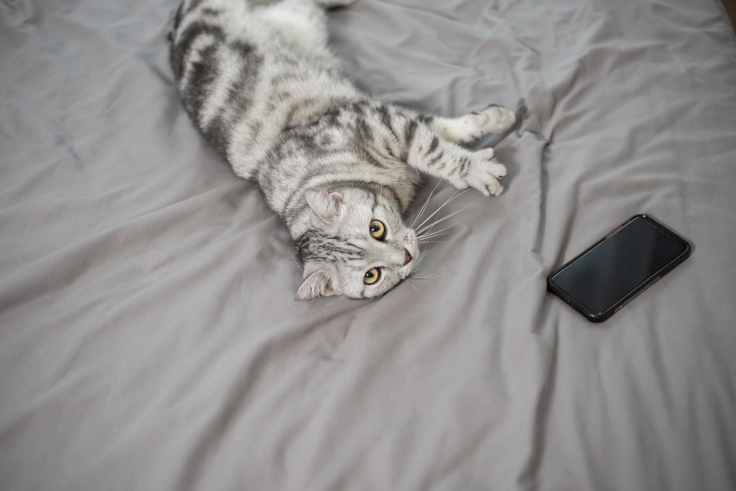 gato scottish fold bonito de mármore branco. foto