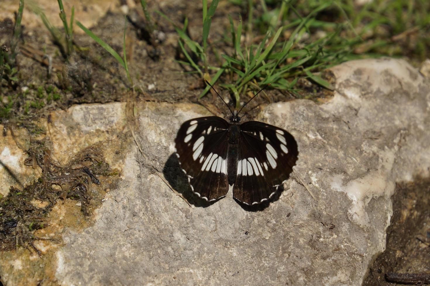 borboleta no clima ensolarado de verão foto