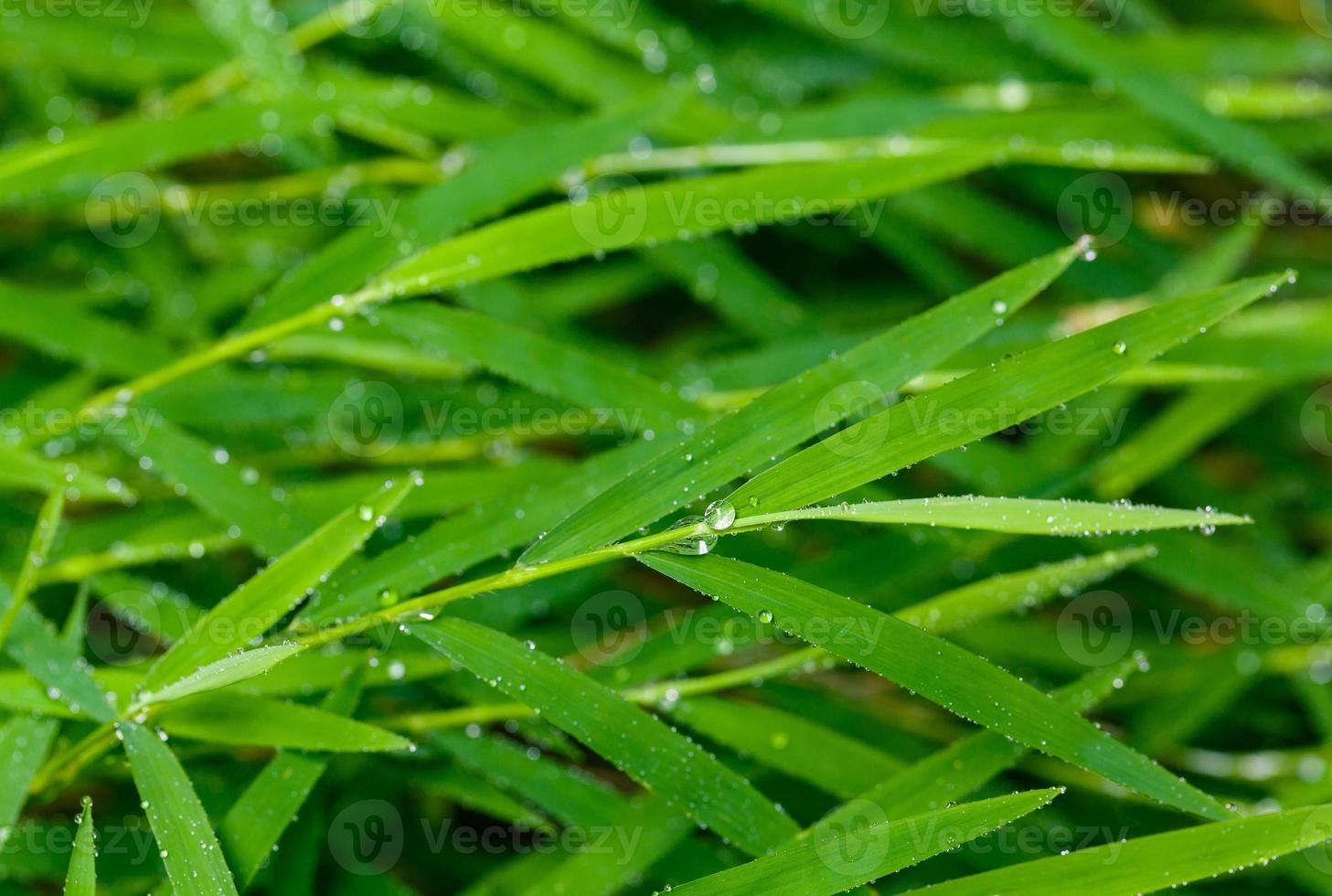 um belo fundo de folha verde com gota de água. foto