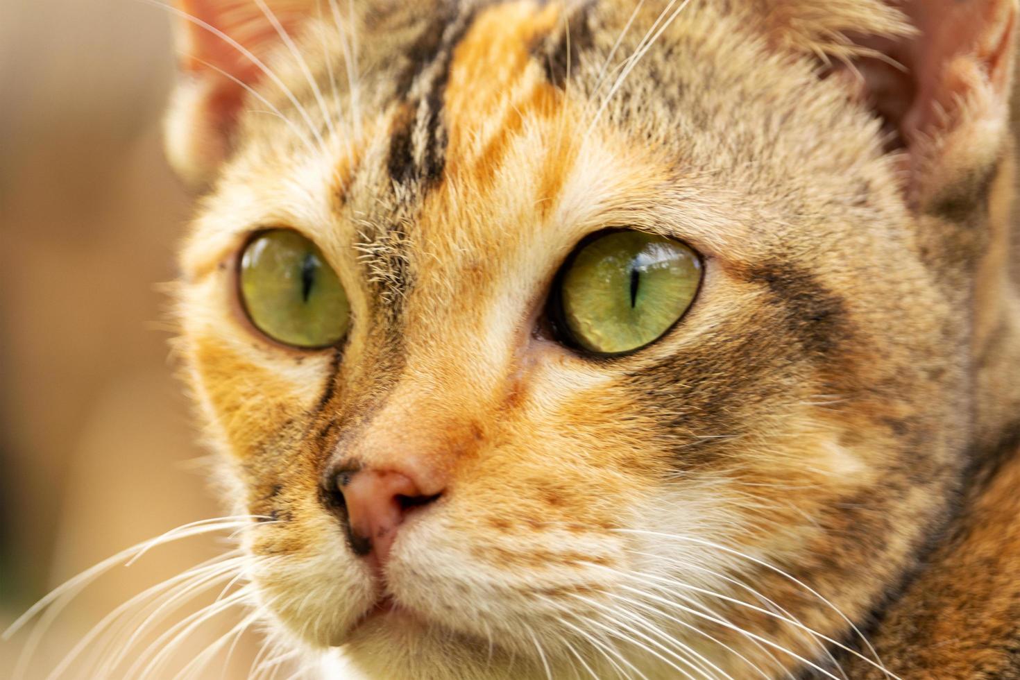 close - up gato marrom bonito com lindos olhos azuis animais de estimação populares foto