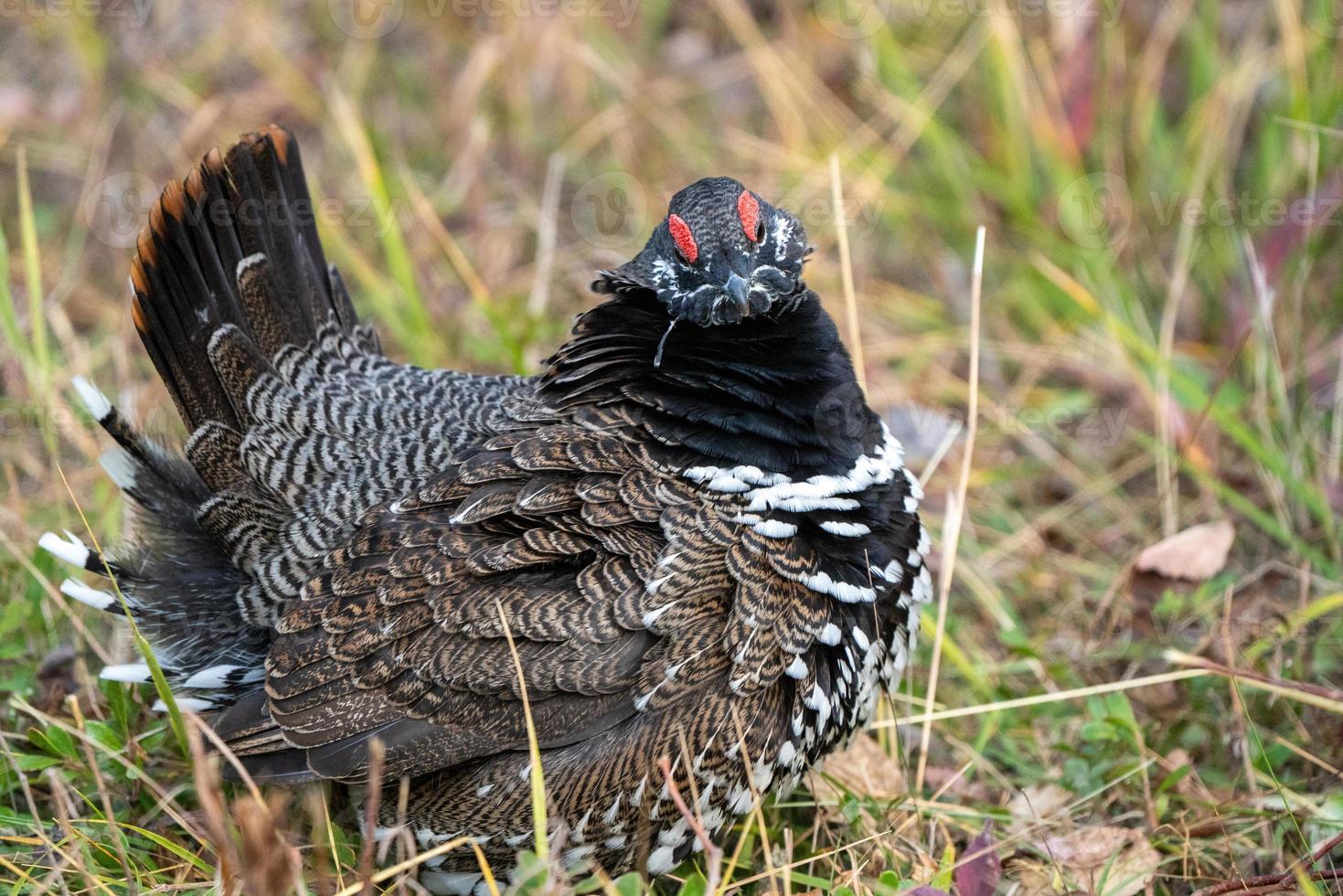 galo silvestre manitoba foto