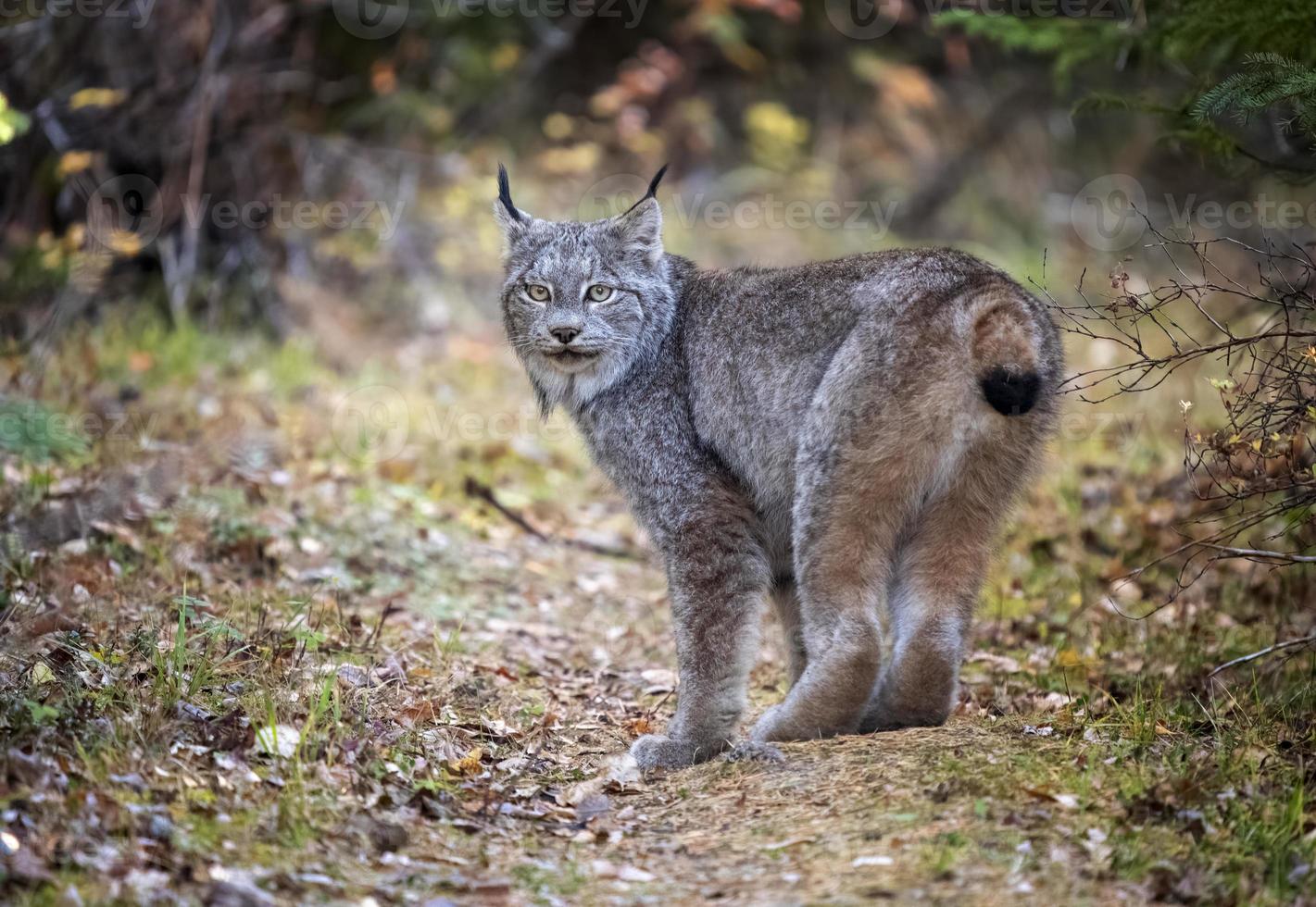 lince selvagem manitoba foto