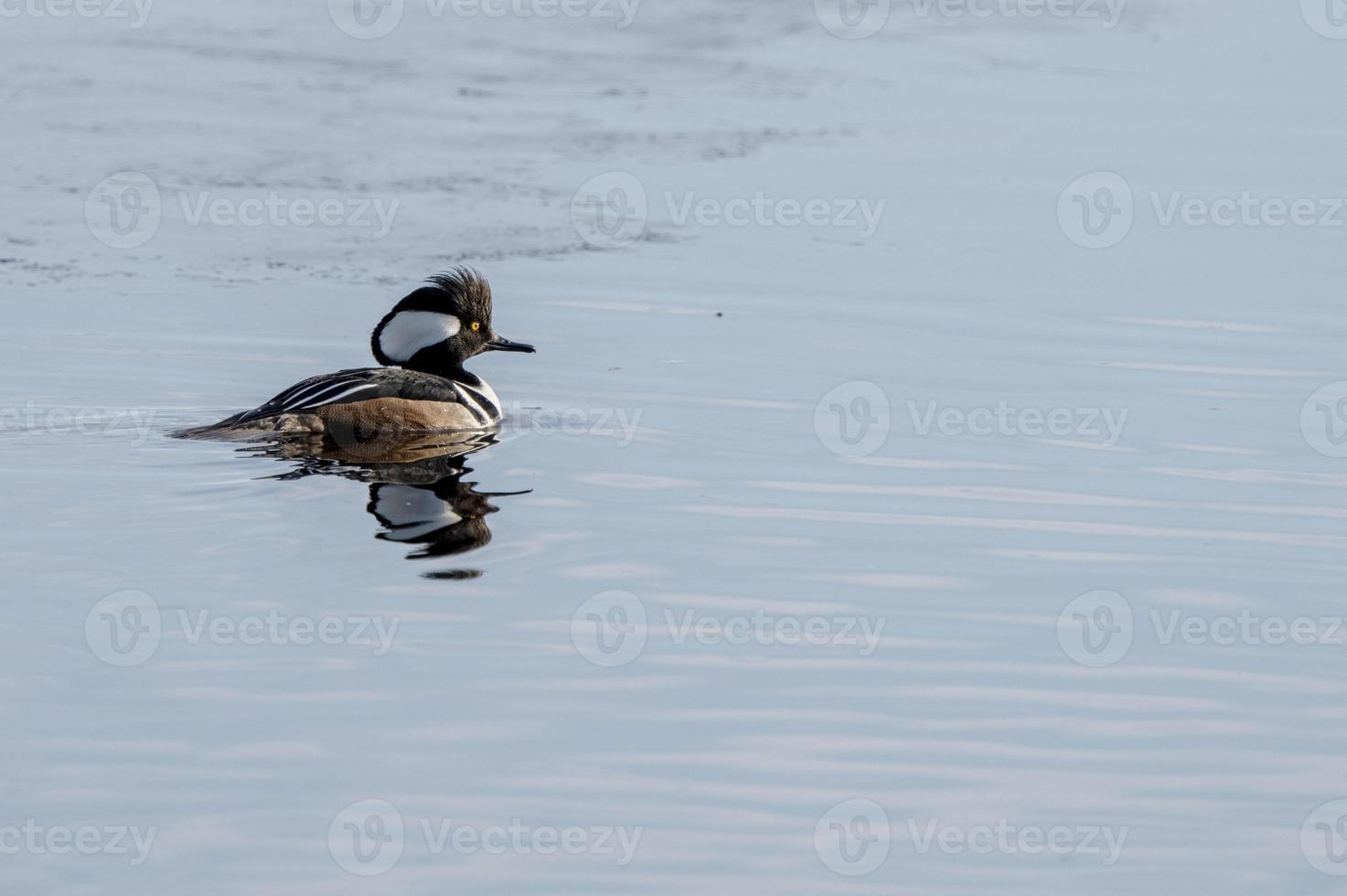 patos de merganso com capuz foto