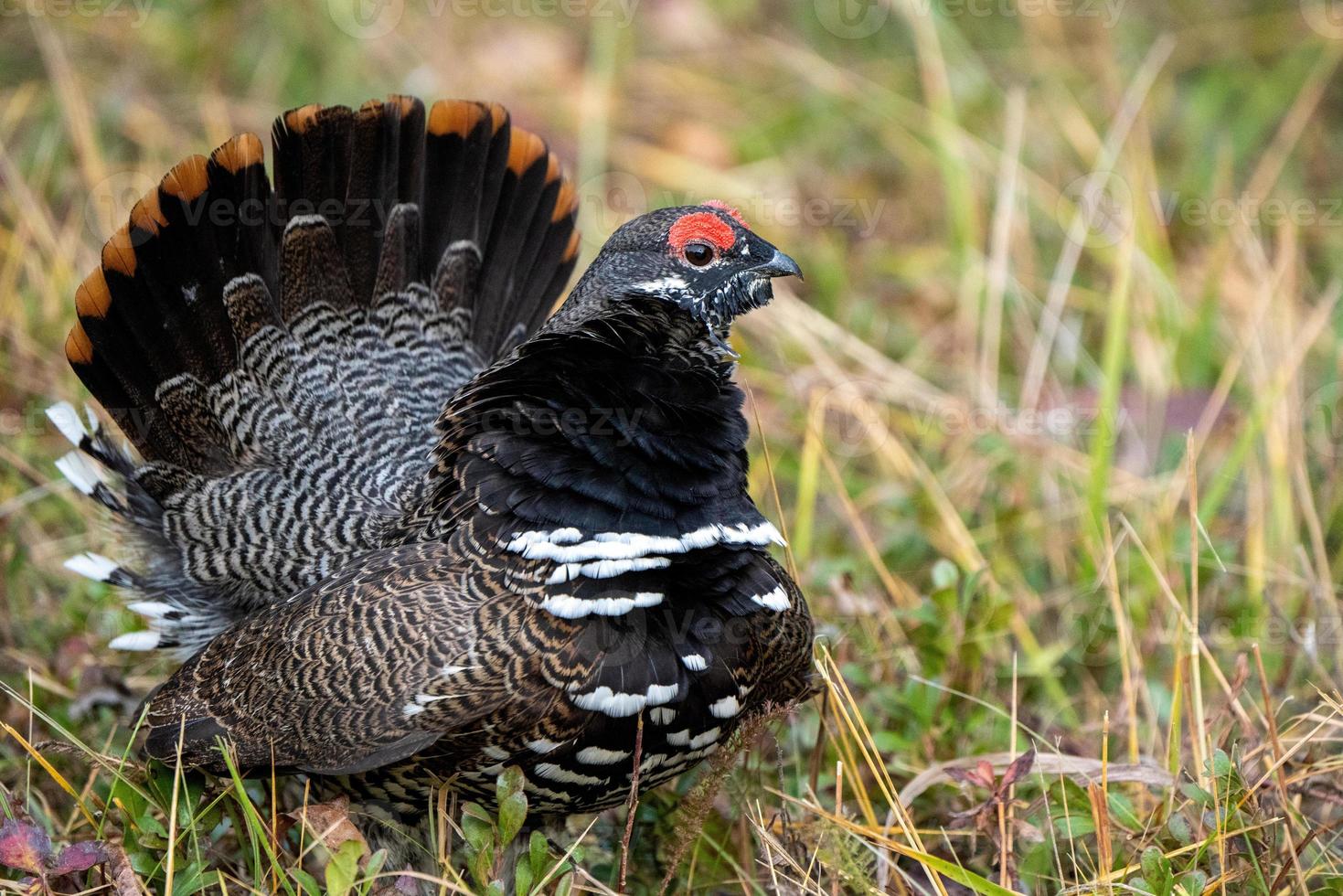 galo silvestre manitoba foto