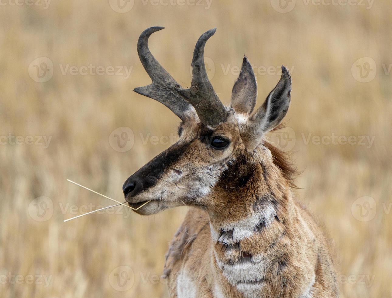 pronghorn antílope saskatchewan foto