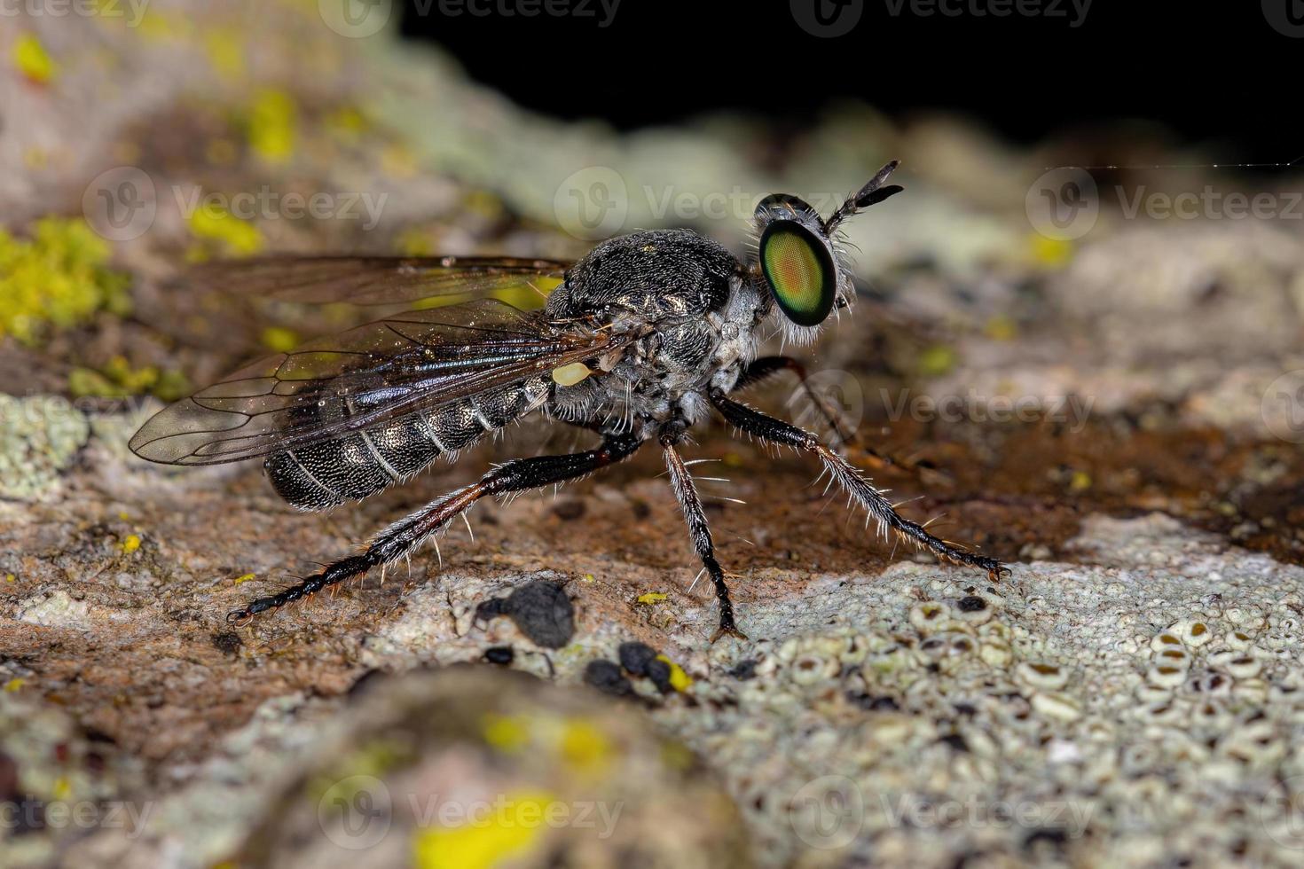 mosca ladrão adulta foto