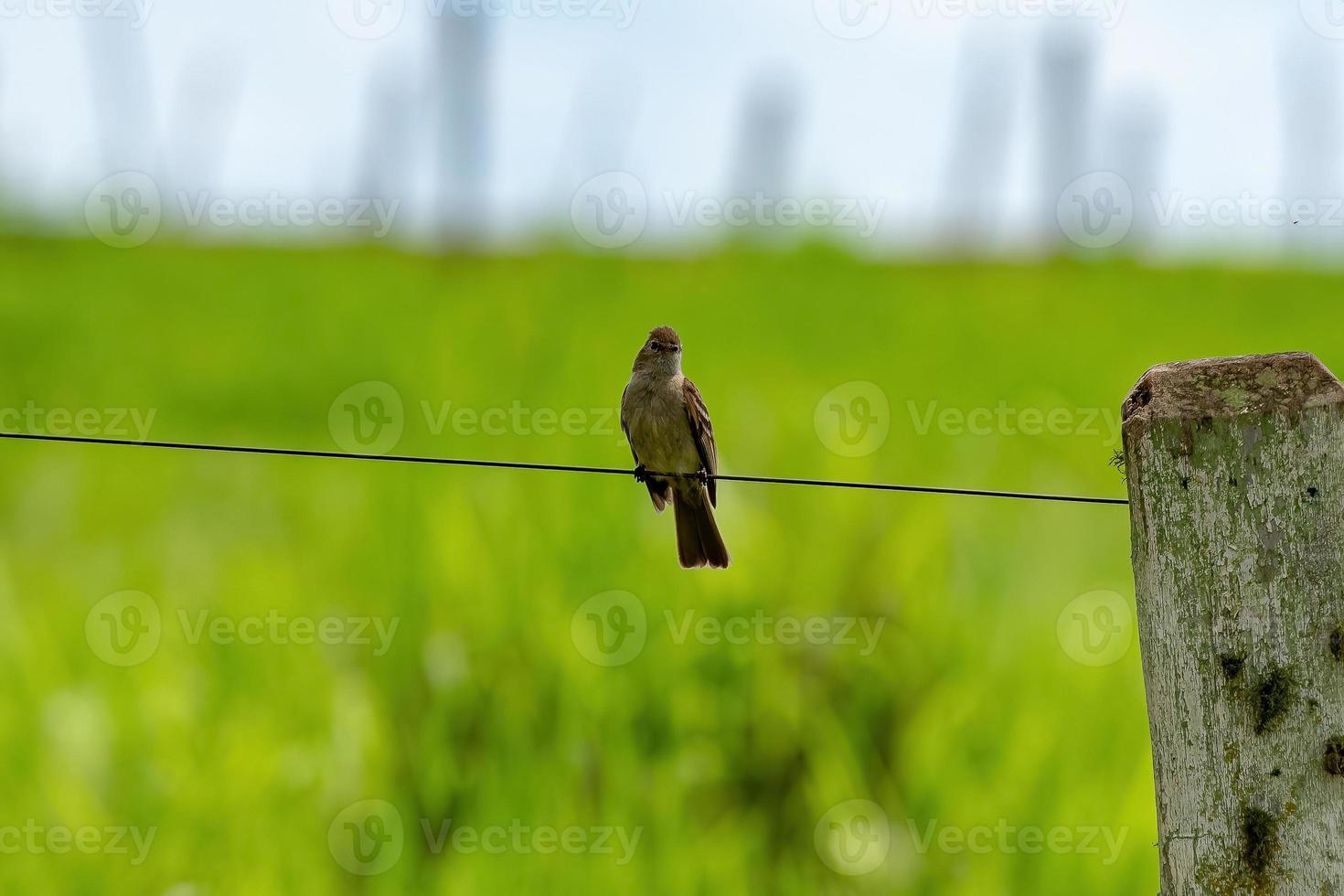 pequeno pássaro papa-moscas tirano foto