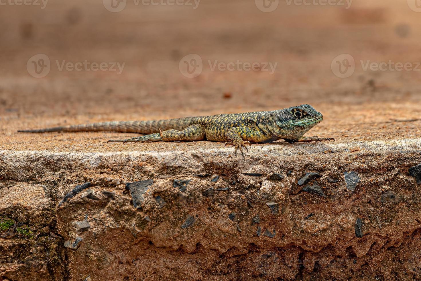 pequeno lagarto terrestre foto