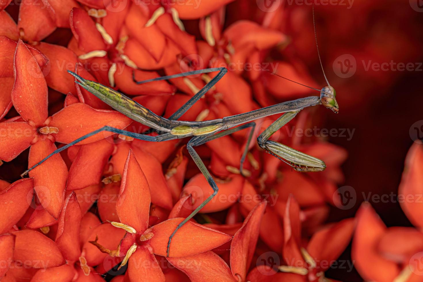 pequena ninfa mantídeo foto