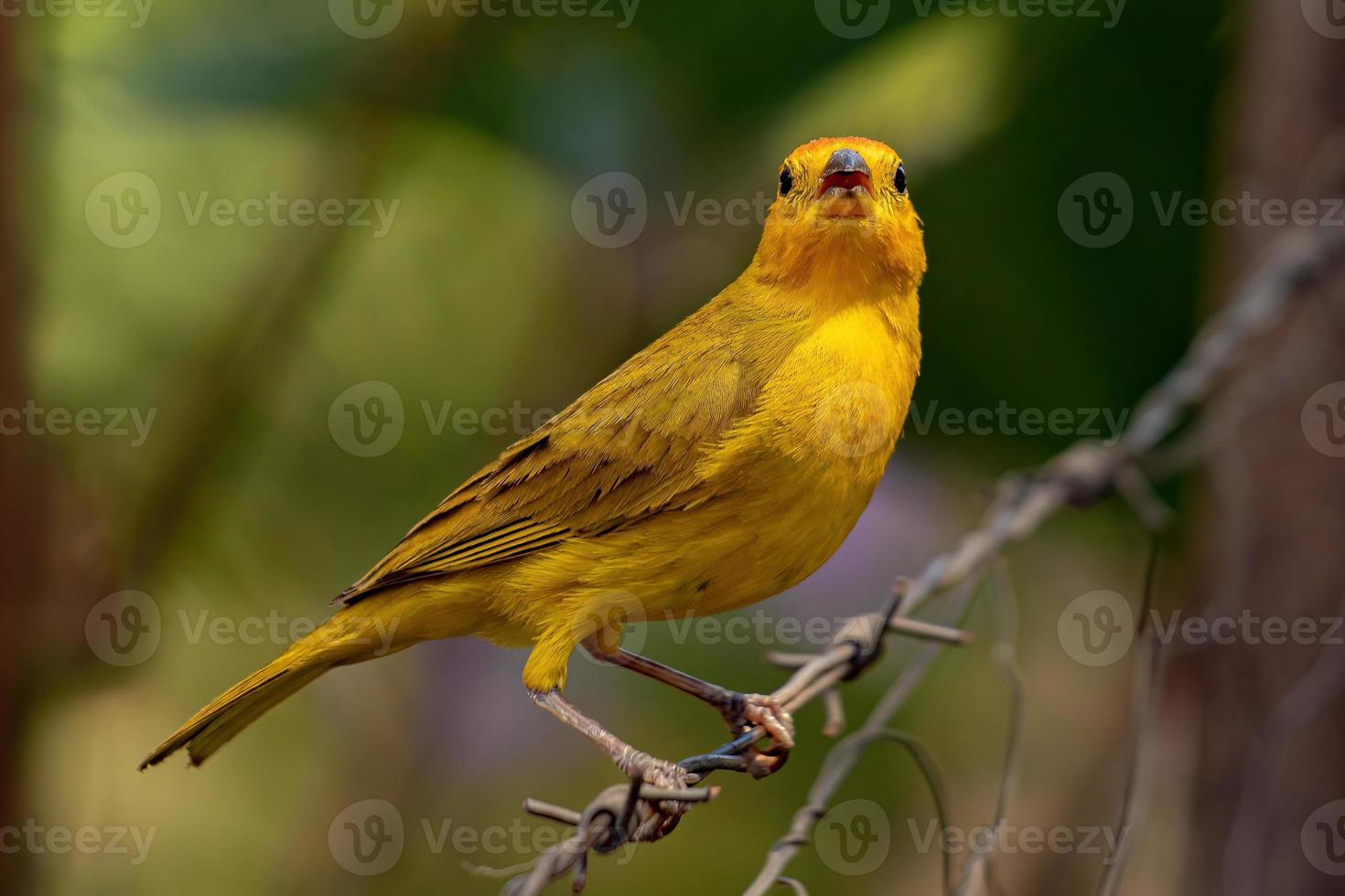 pássaro finch açafrão foto