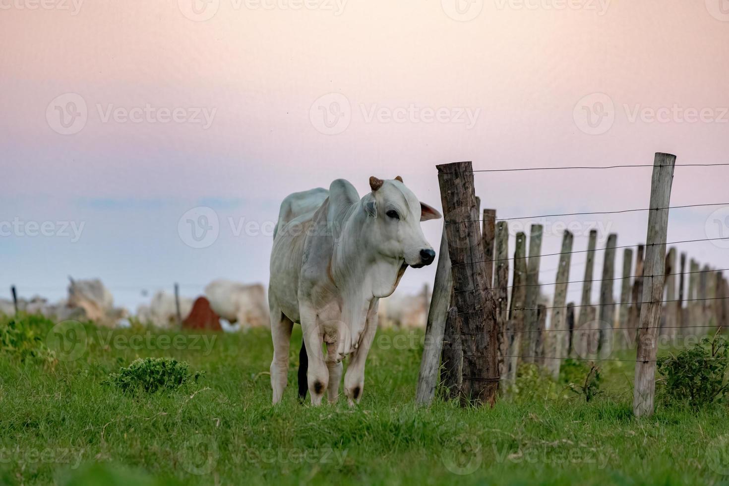 vaca branca criada em uma fazenda foto