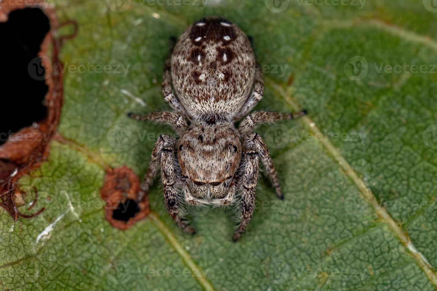 aranha saltadora fêmea adulta foto