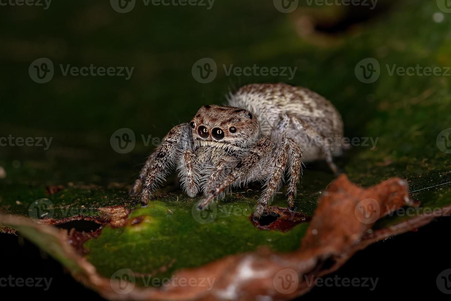 aranha saltadora fêmea adulta foto