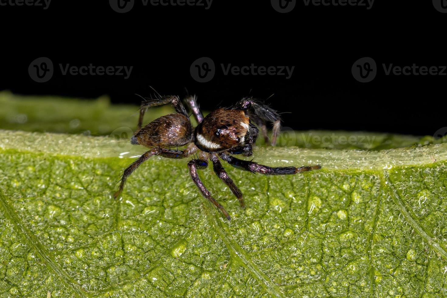 pequena aranha saltadora macho foto