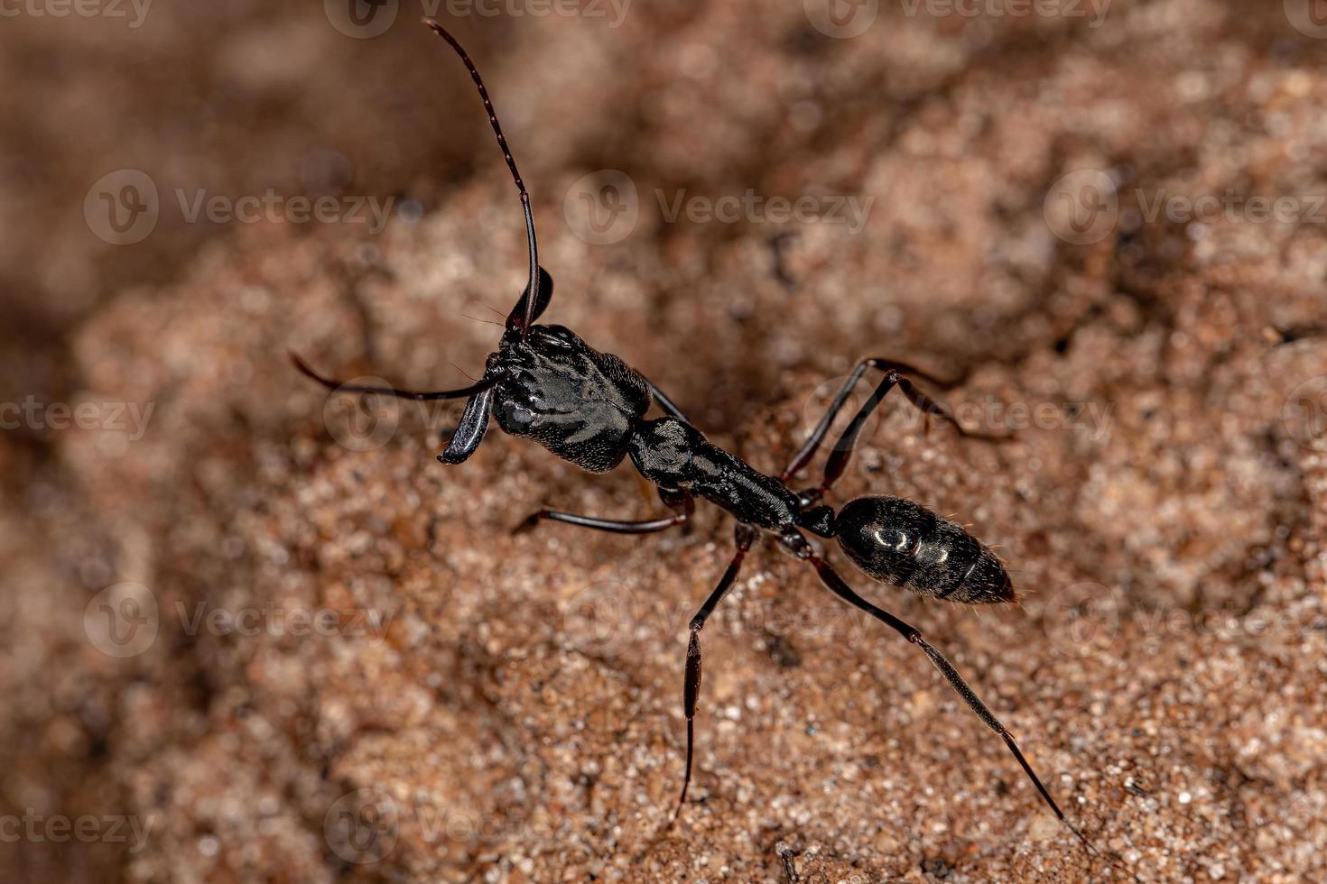 formiga-mandíbula adulta foto