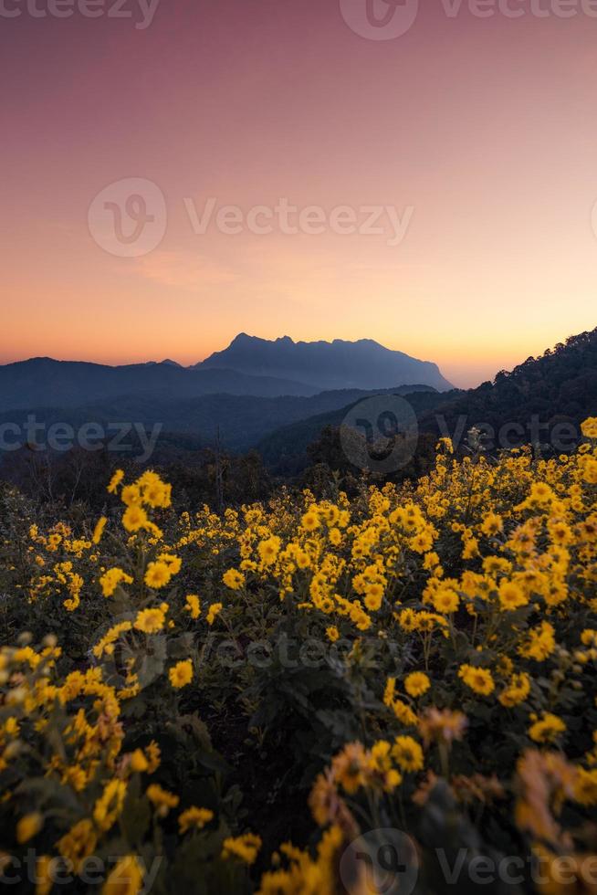 flores amarelas na montanha de manhã foto