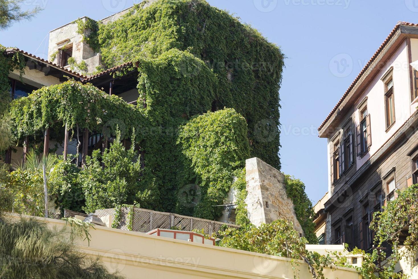 a fachada da casa está coberta de hera. foto