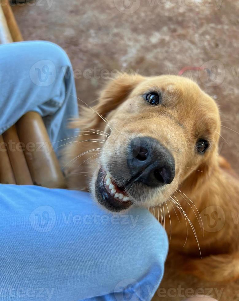cachorro dourado alegre olhando para a câmera foto