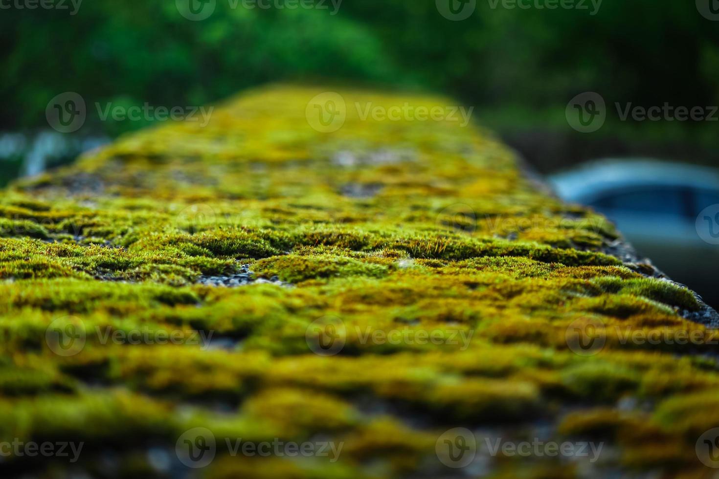 bokeh de musgo verde na fronteira do pavimento no estacionamento foto