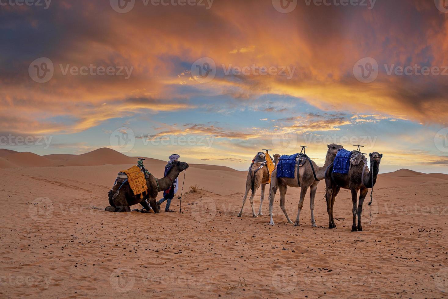 beduíno com caravana de camelos em pé na areia no deserto durante o anoitecer foto