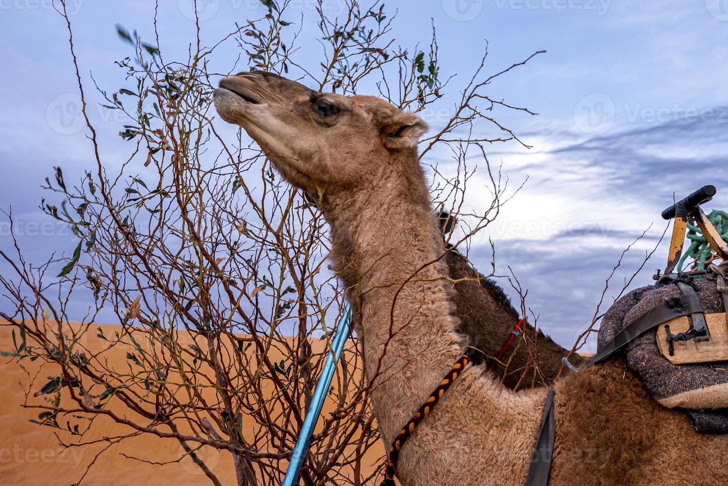 camelos marrons dromedários comendo folhas de árvores no deserto contra o céu foto