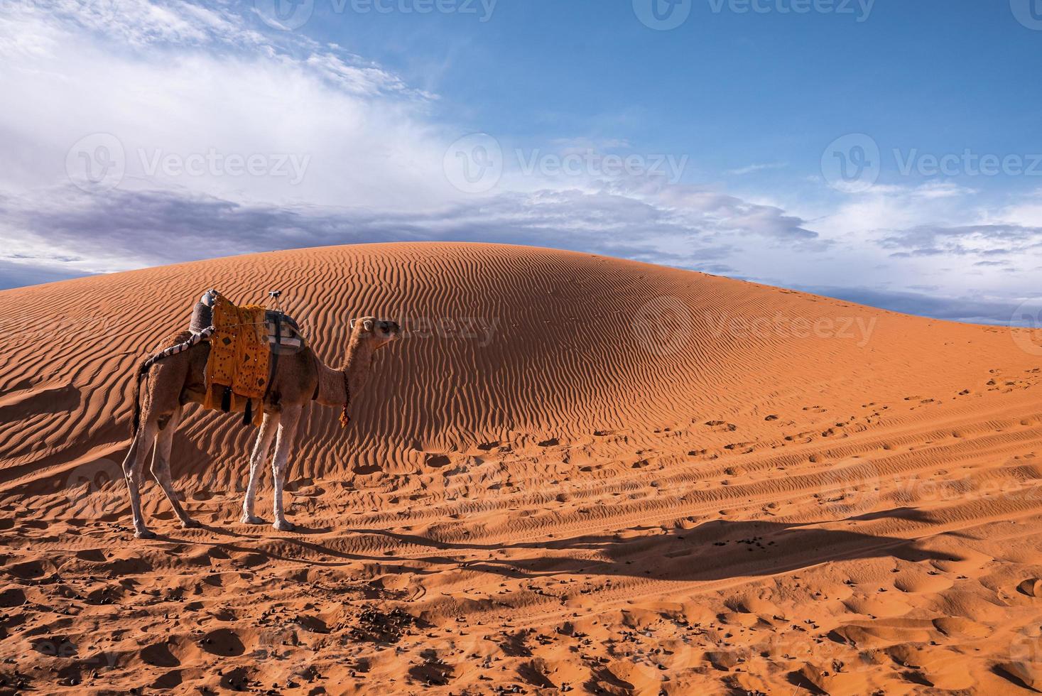 dromedário em pé nas dunas de areia no deserto em dia ensolarado de verão foto