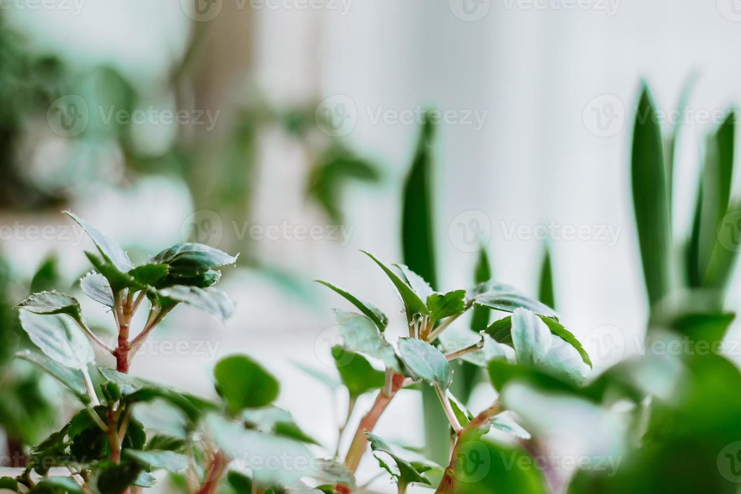 plantas caseiras em vasos. jardinagem e conceito de vida sustentável. foto