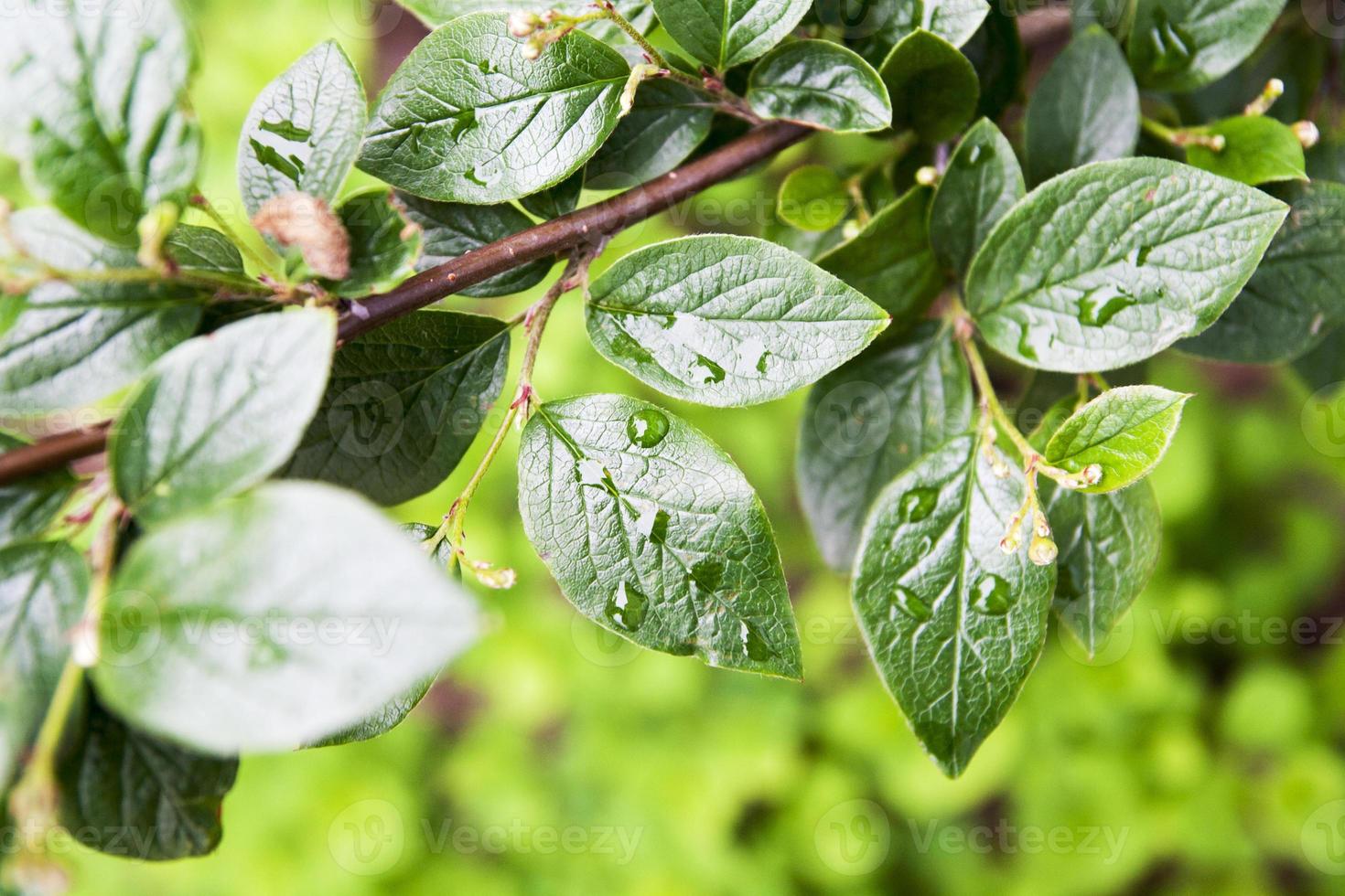 folhas verdes com pingos de chuva. fundo natural. cenário natural de primavera e verão foto