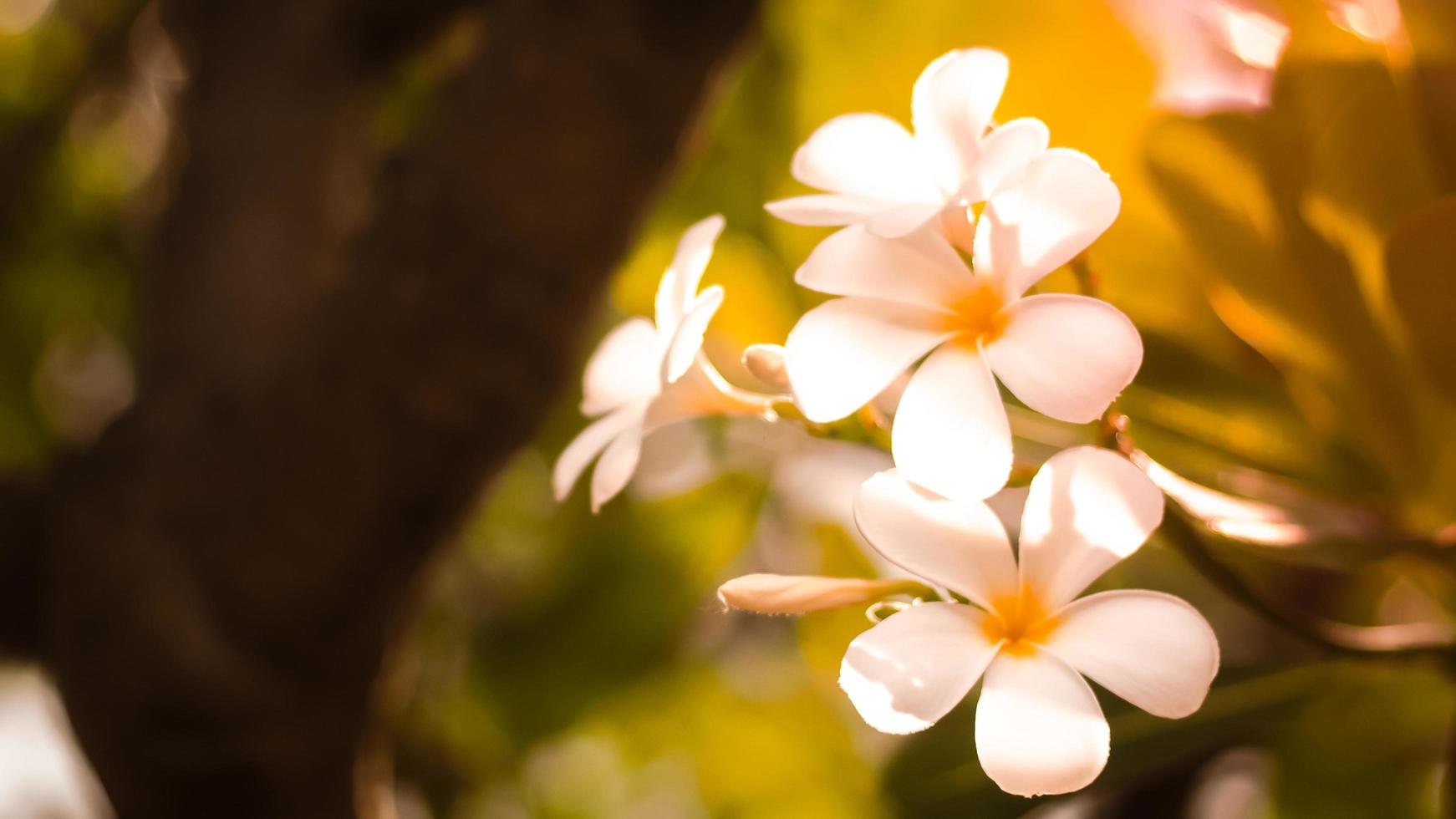 flores tropicais frangipani plumeria. linda flor de plumeria rubra branca  5150892 Foto de stock no Vecteezy