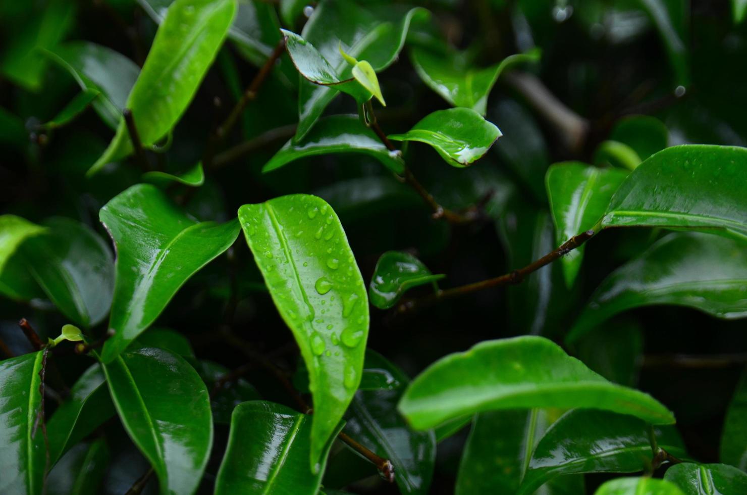 texturas de fundo de folhas verdes com efeito de água foto