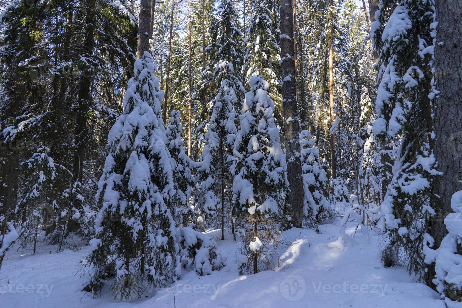 floresta de inverno na bielorrússia, trilha ecológica lagos azuis foto