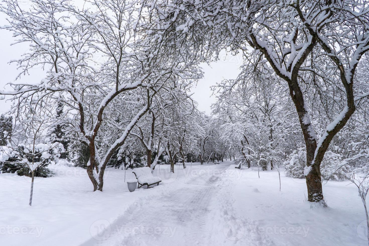 coroas de árvores cobertas de neve no jardim botânico de inverno, minsk foto