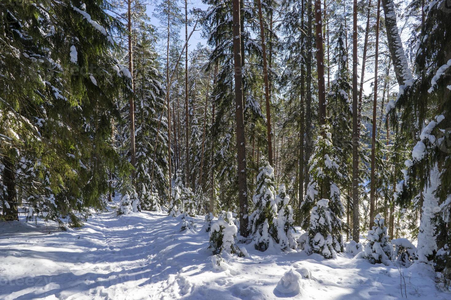 floresta de inverno na bielorrússia, trilha ecológica lagos azuis foto