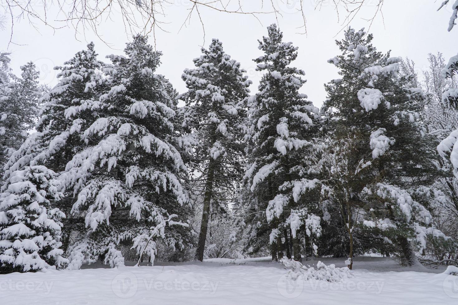 coroas de árvores cobertas de neve no jardim botânico de inverno, minsk foto