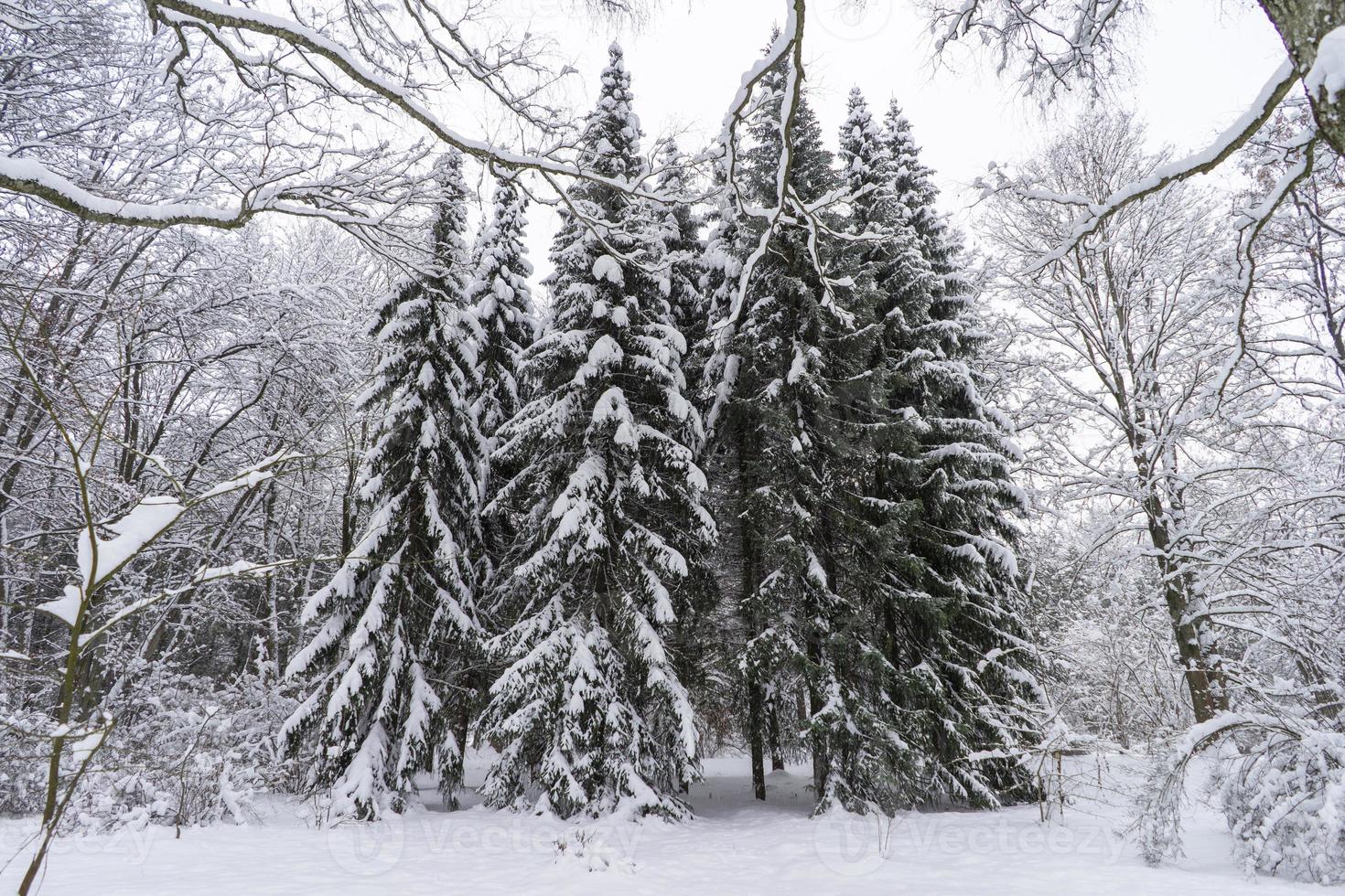 coroas de árvores cobertas de neve no jardim botânico de inverno, minsk foto