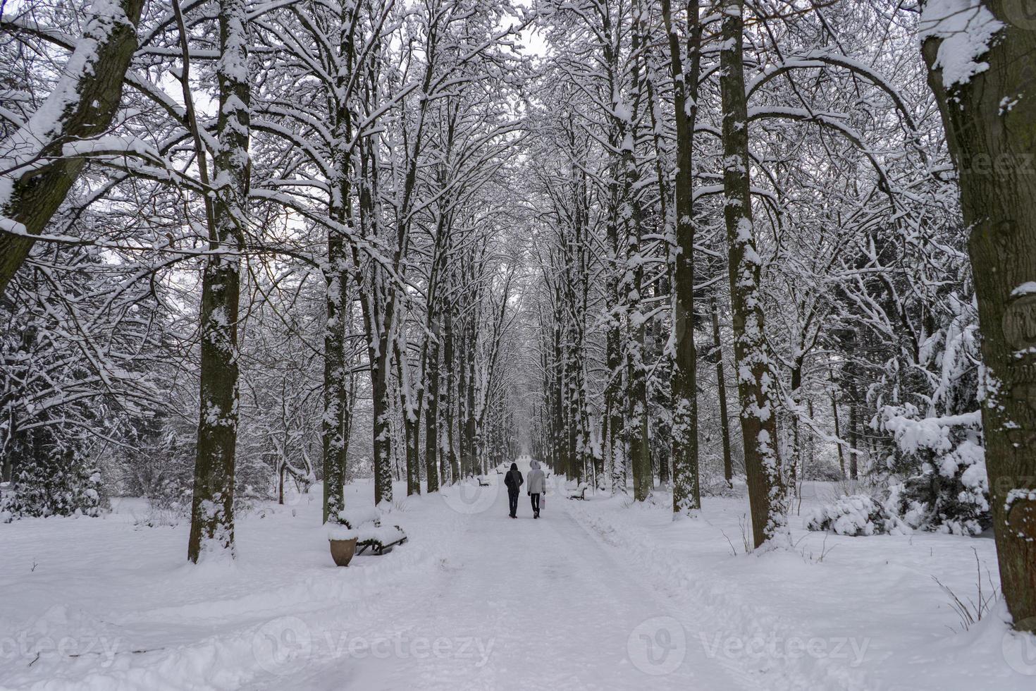 coroas de árvores cobertas de neve no jardim botânico de inverno, minsk foto