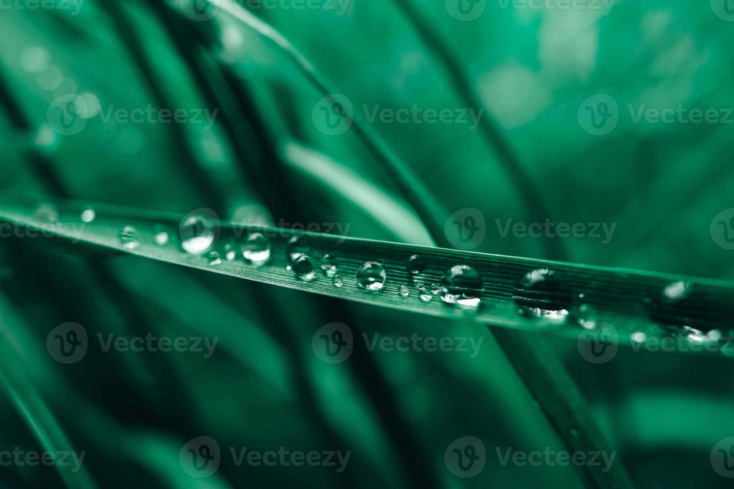 gotas de orvalho na imagem de close-up de grama verde. grama fresca com gotas de orvalho. copiar, espaço vazio para texto foto