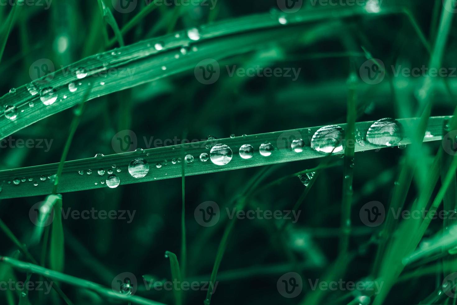 gotas de orvalho na imagem de close-up de grama verde. grama fresca com gotas de orvalho foto