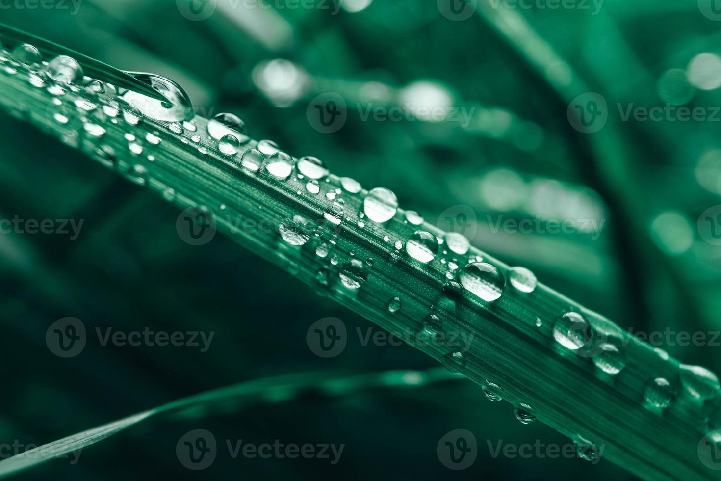 gotas de orvalho na imagem de close-up de grama verde. grama fresca com gotas de orvalho. copiar, espaço vazio para texto foto