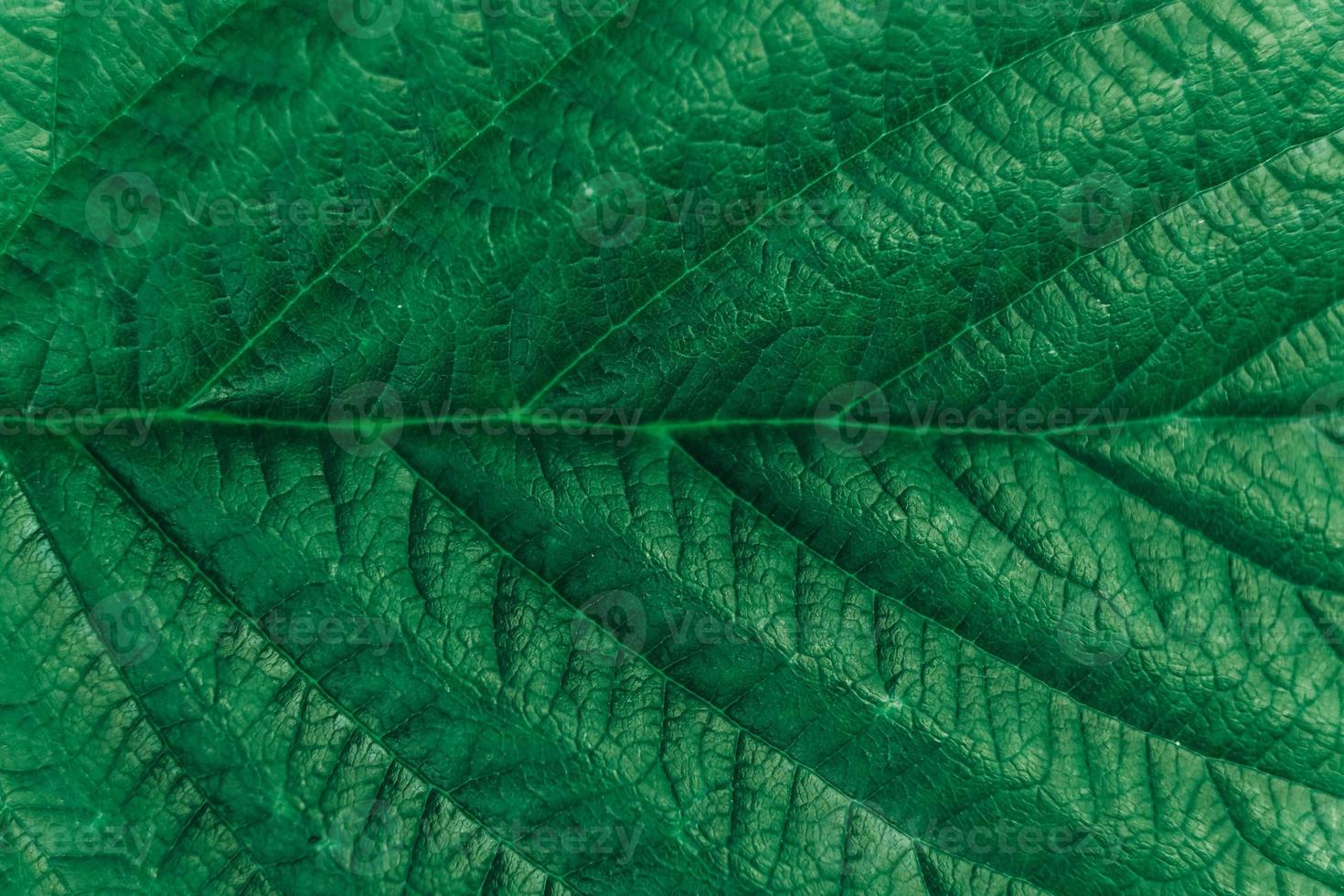 textura da imagem de close-up de folha verde. fundo natural, fibras de folhas foto