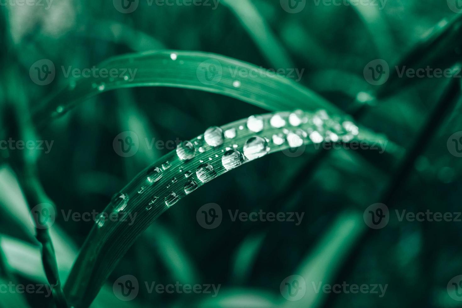 gotas de orvalho na imagem de close-up de grama verde. grama fresca com gotas de orvalho. copiar, espaço vazio para texto foto