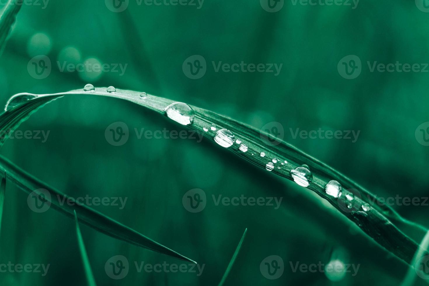 gotas de orvalho na imagem de close-up de grama verde. grama fresca com gotas de orvalho foto