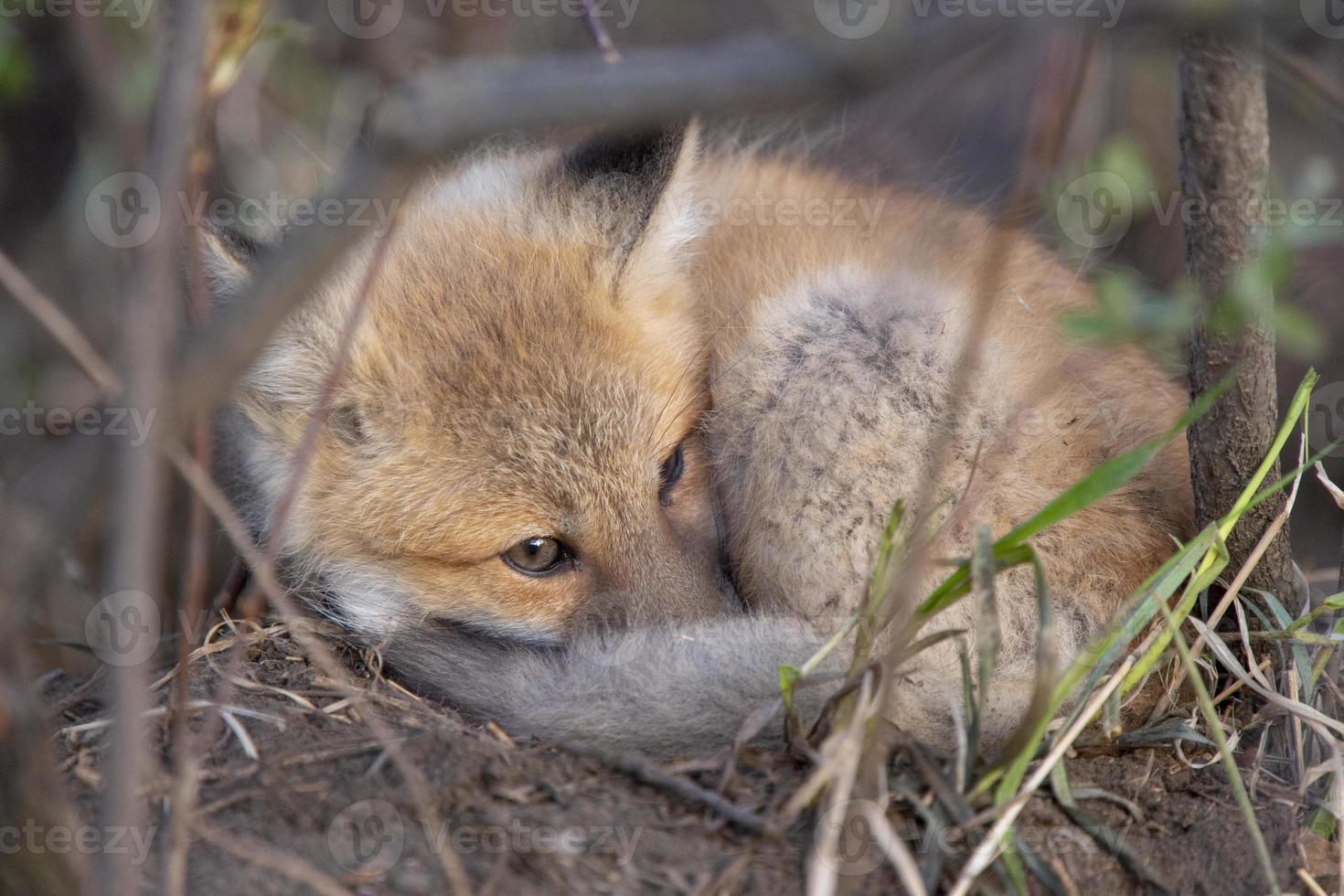 kits de raposa perto de den foto