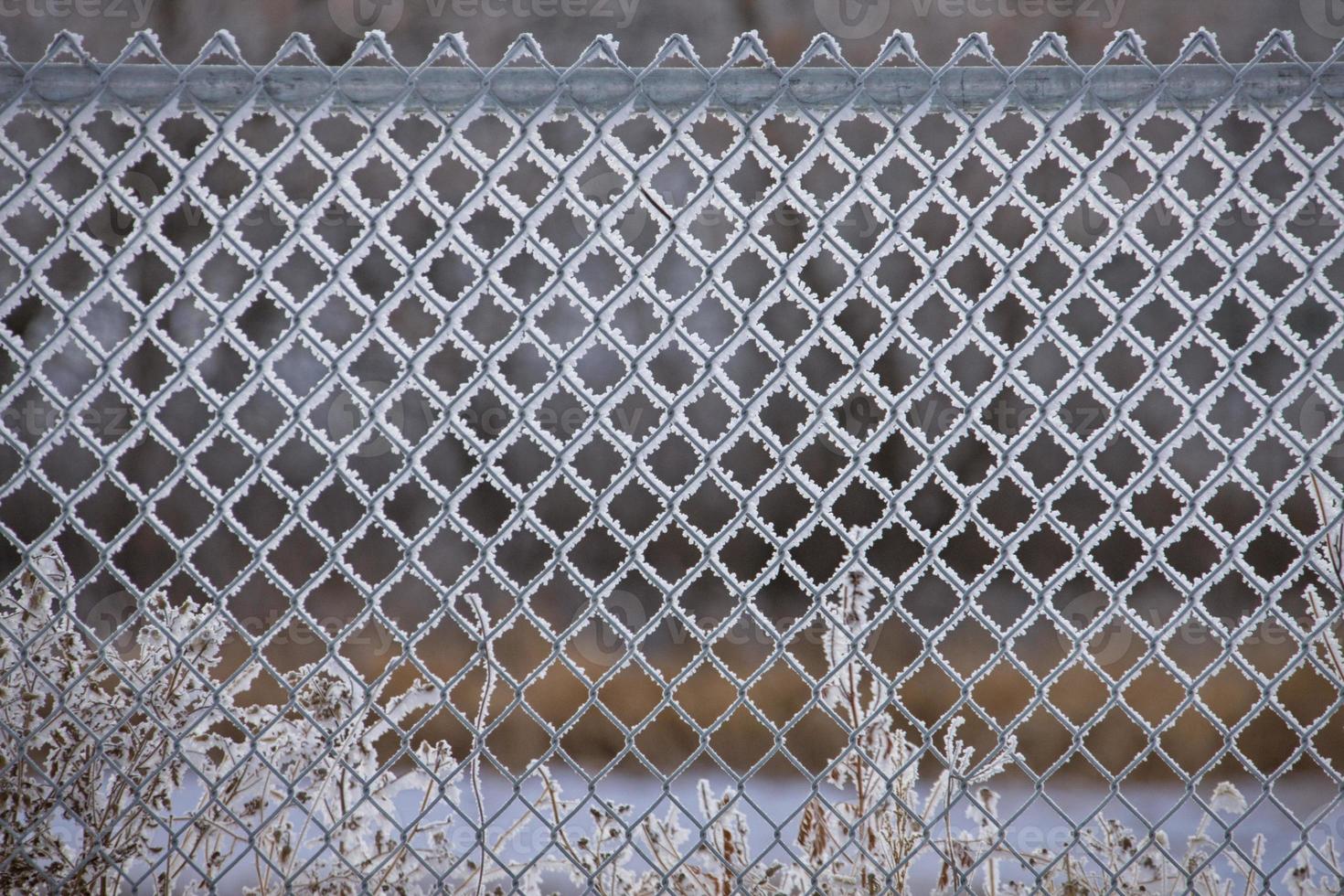 geada de inverno saskatchewan foto